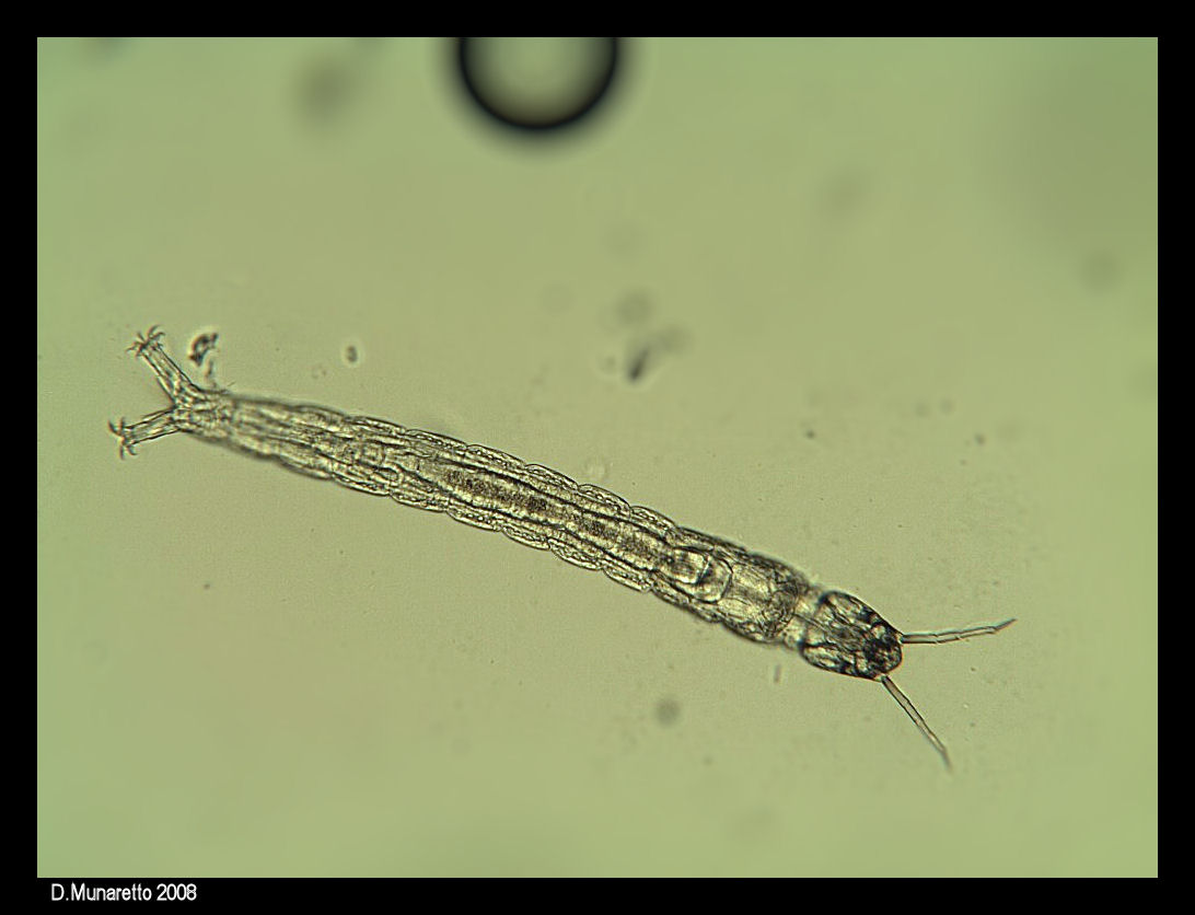 Larva di Chironomide (era 